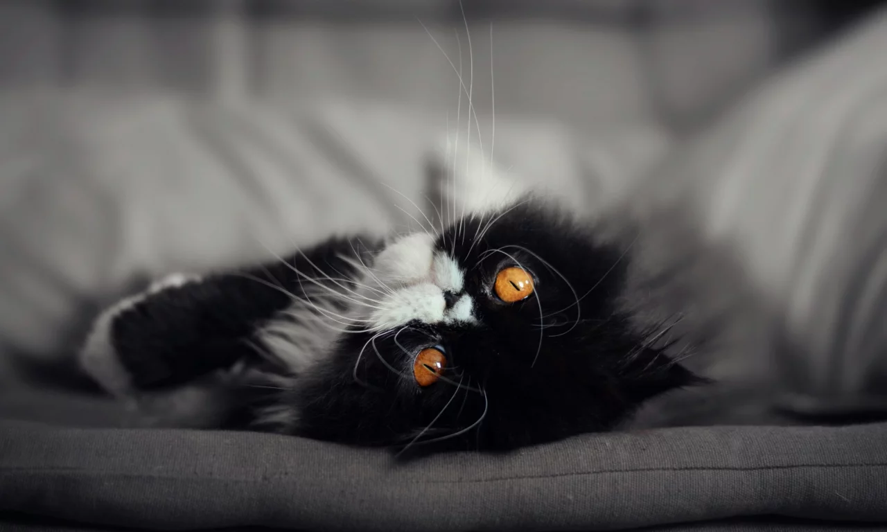 кот, кошка, мордочка, глаза взгляд
