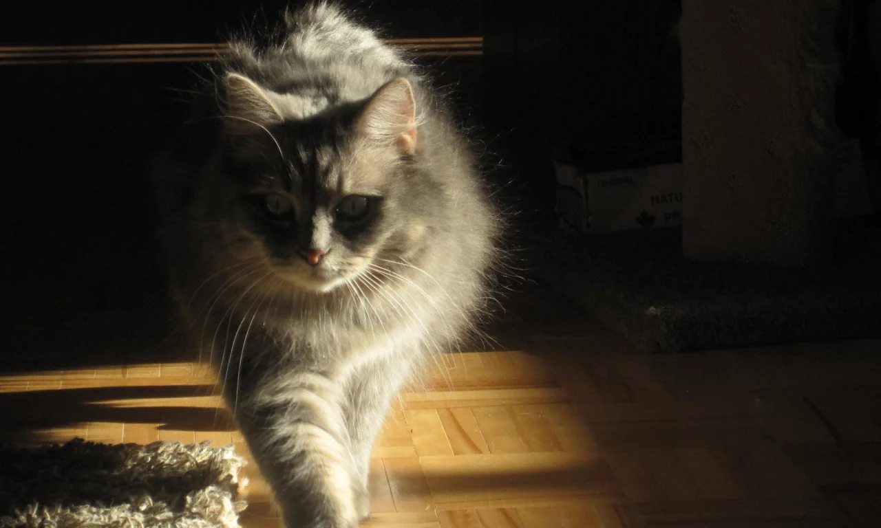 кот, взгляд