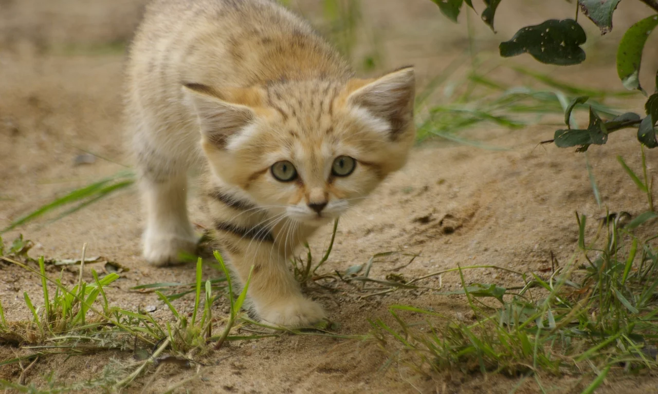 sand cat, взгляд, котёнок, барханная кошка, трава