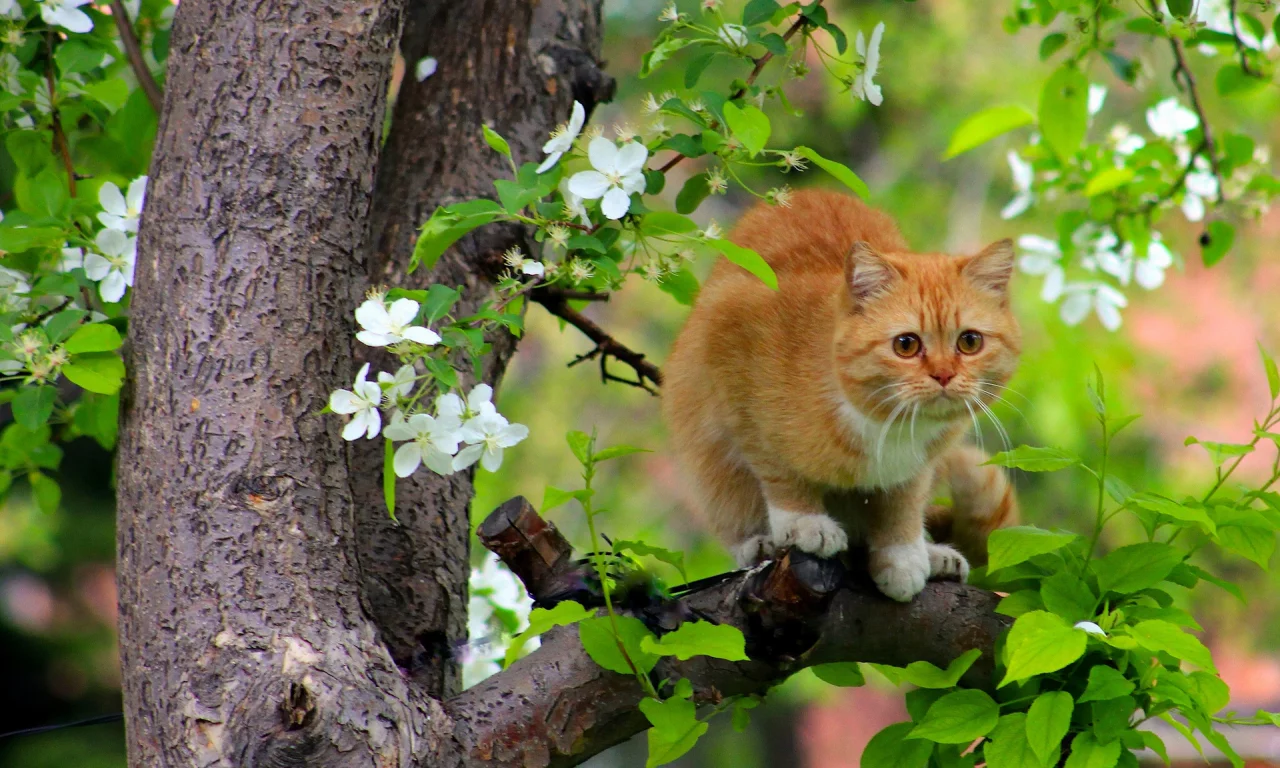 кот, кошка, рыжая, дерево, на дереве, цветение, весна, коты прилетели