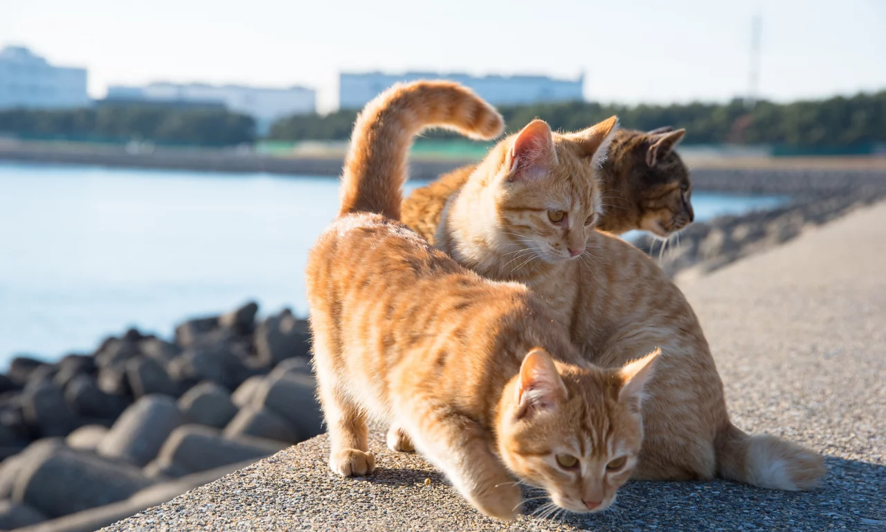 рыжие кошки, кошки, набережная