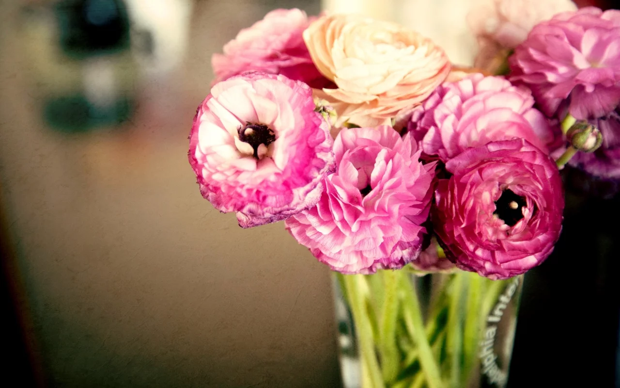 листья, лютики, розовые, бутоны, цветы, ranunculus, лепестки