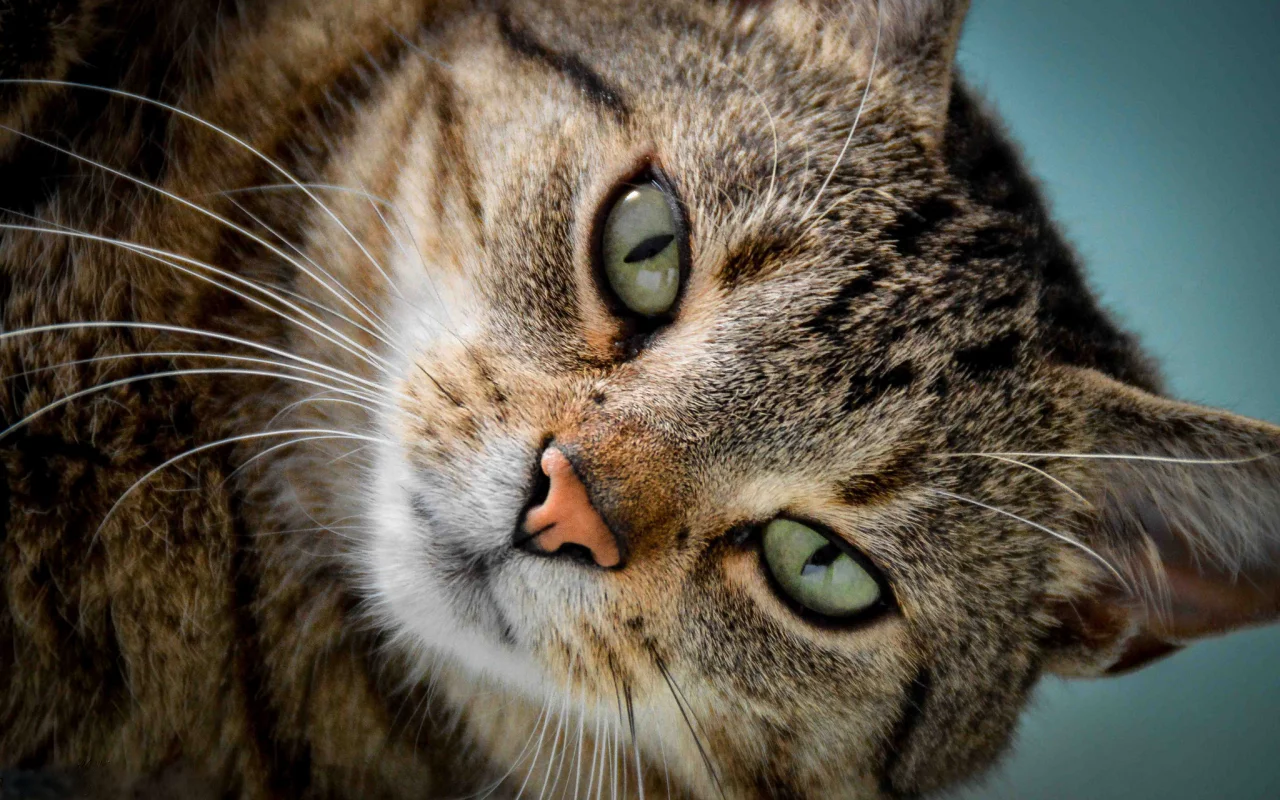 кот, кошка, мордочка, взгляд