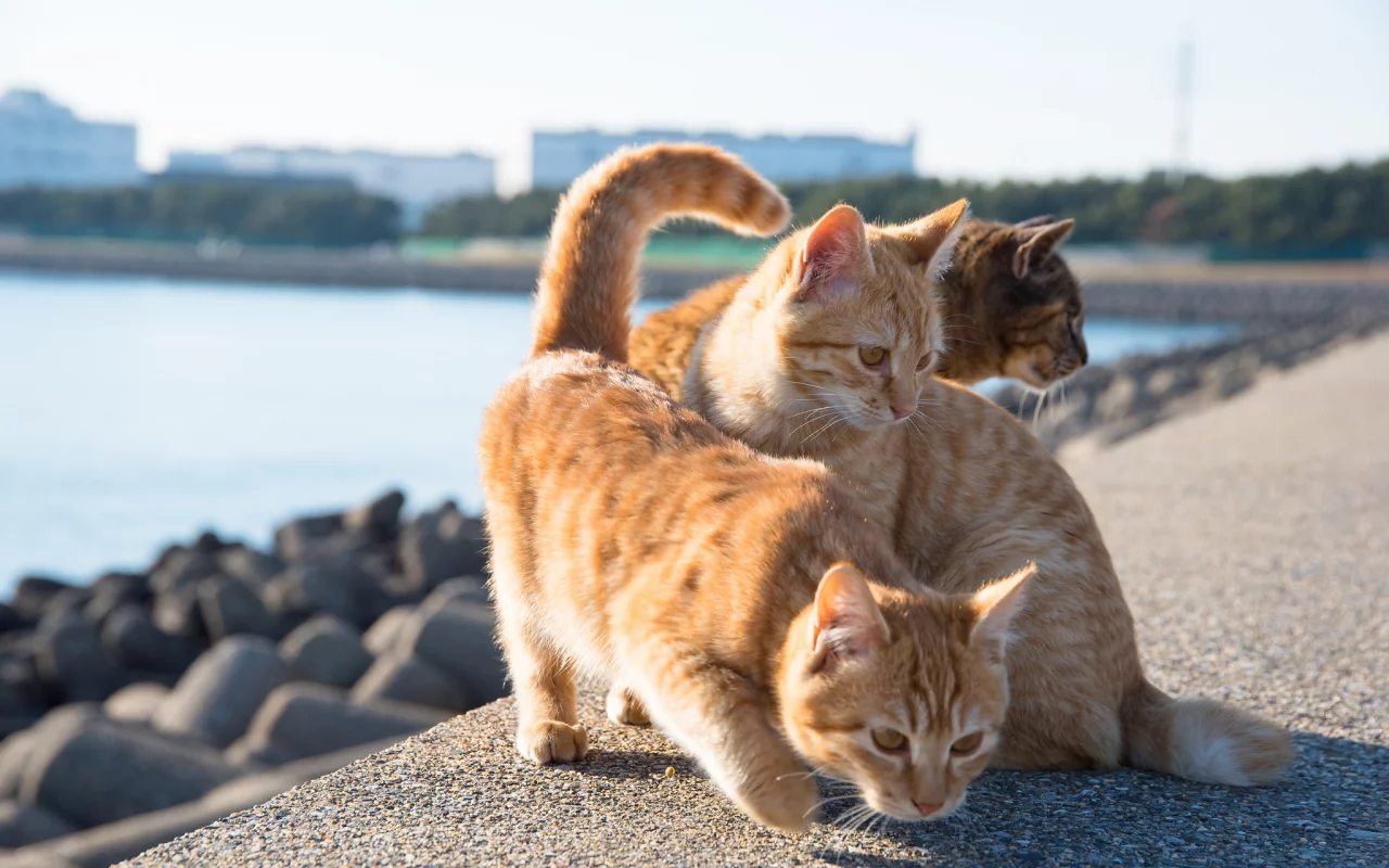 рыжие кошки, кошки, набережная