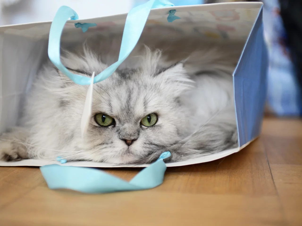кот, пакет