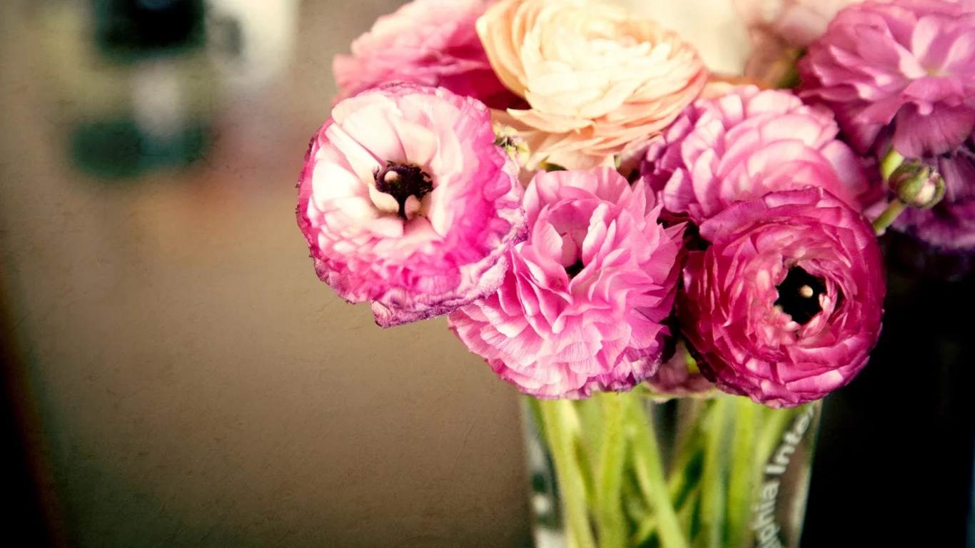 листья, лютики, розовые, бутоны, цветы, ranunculus, лепестки