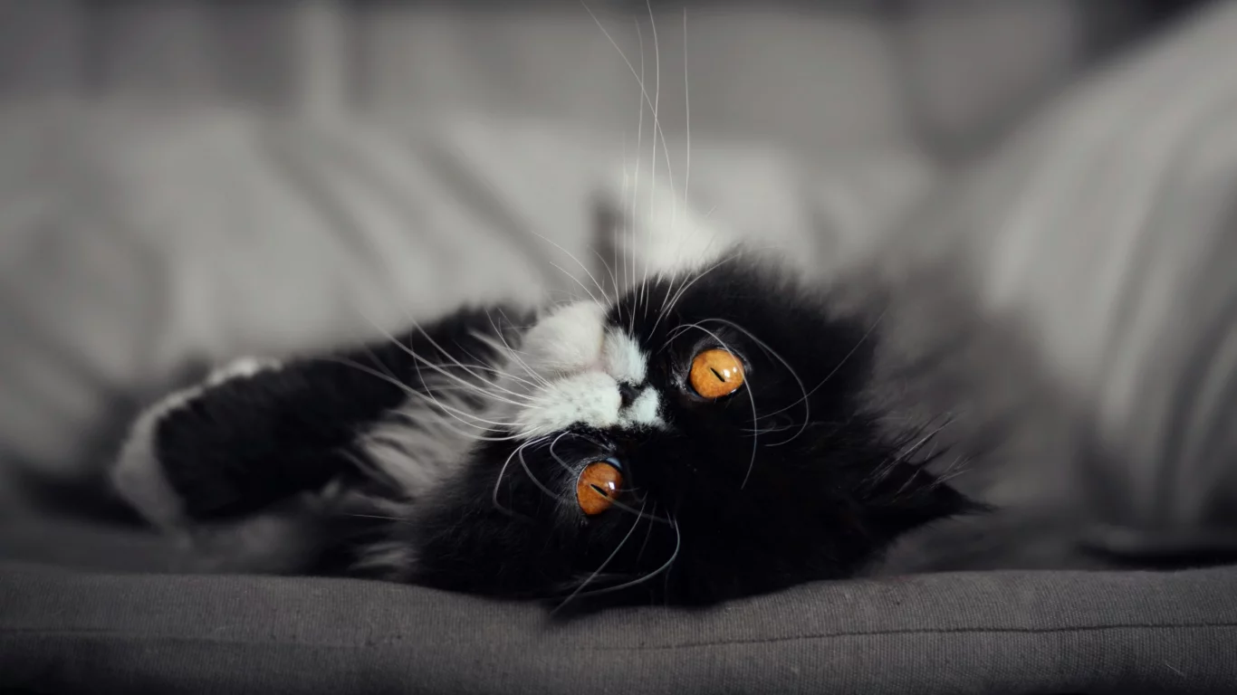 кот, кошка, мордочка, глаза взгляд