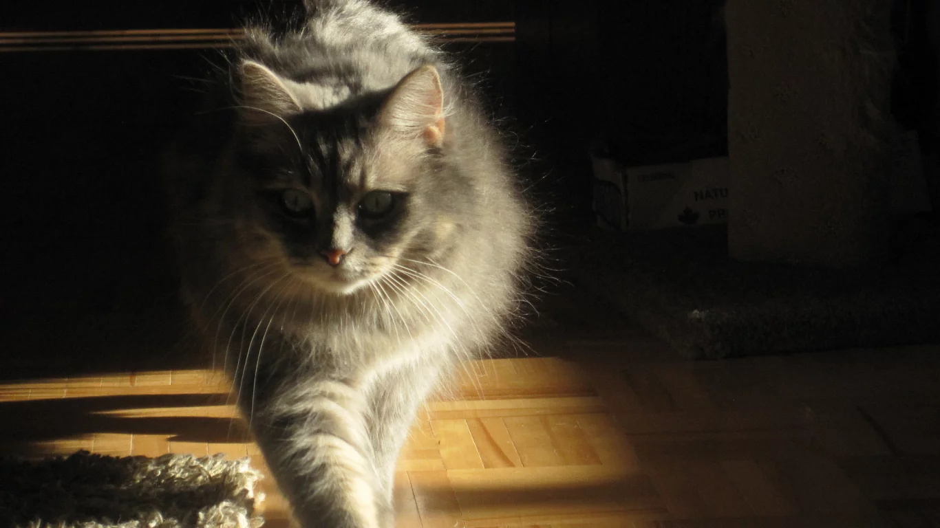 кот, взгляд