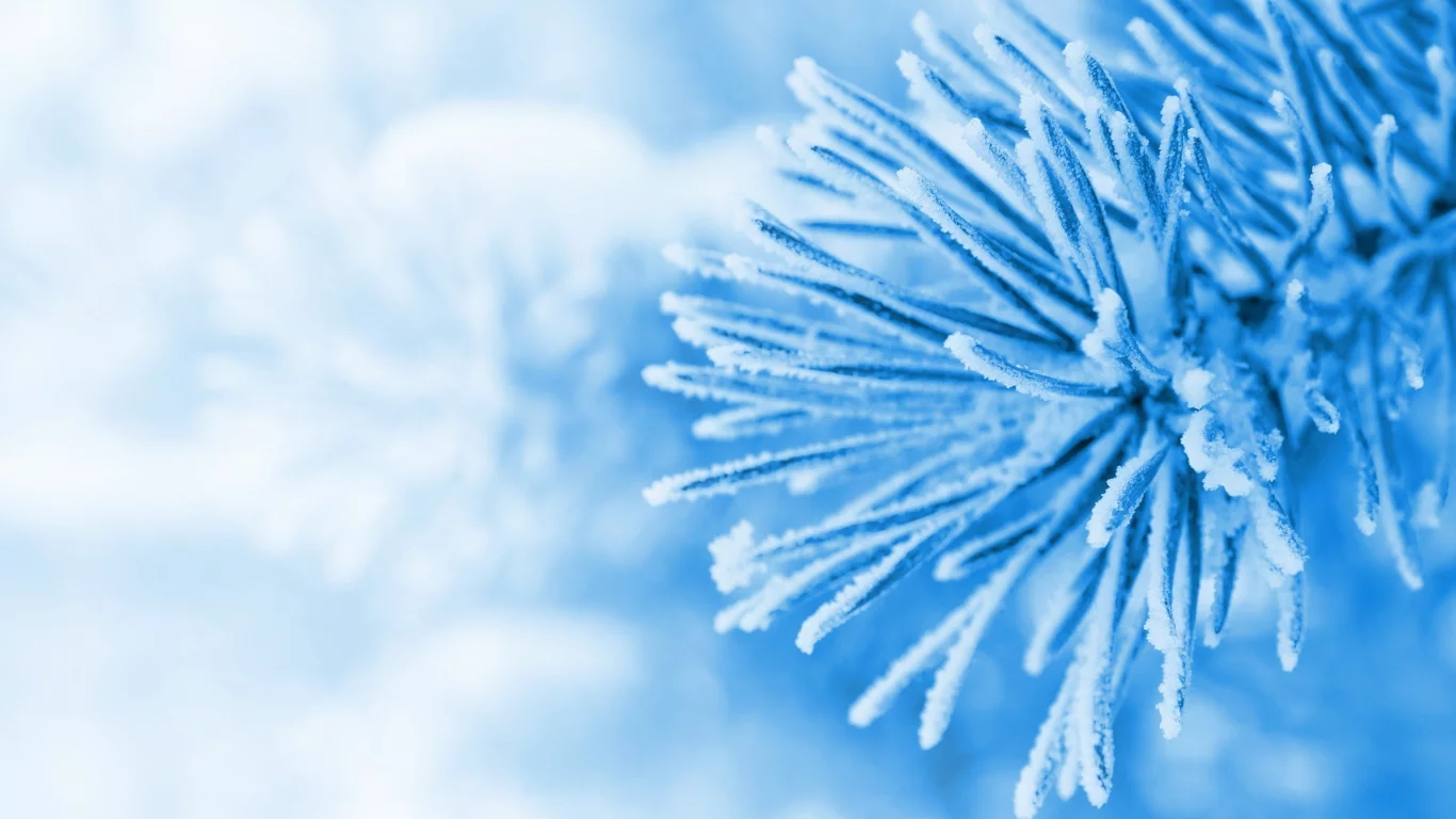snow, зима, голубой, снег, елка, елочка, winter, макро, ель