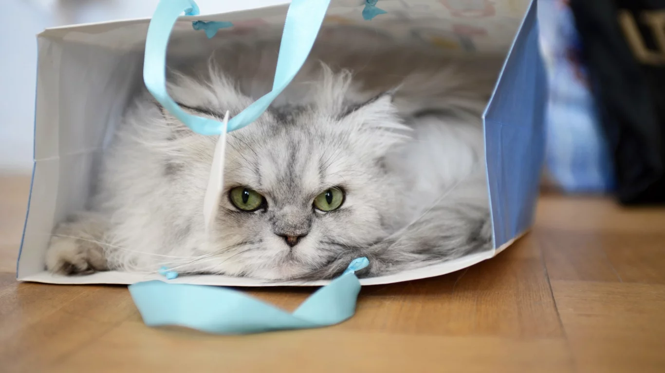 кот, пакет