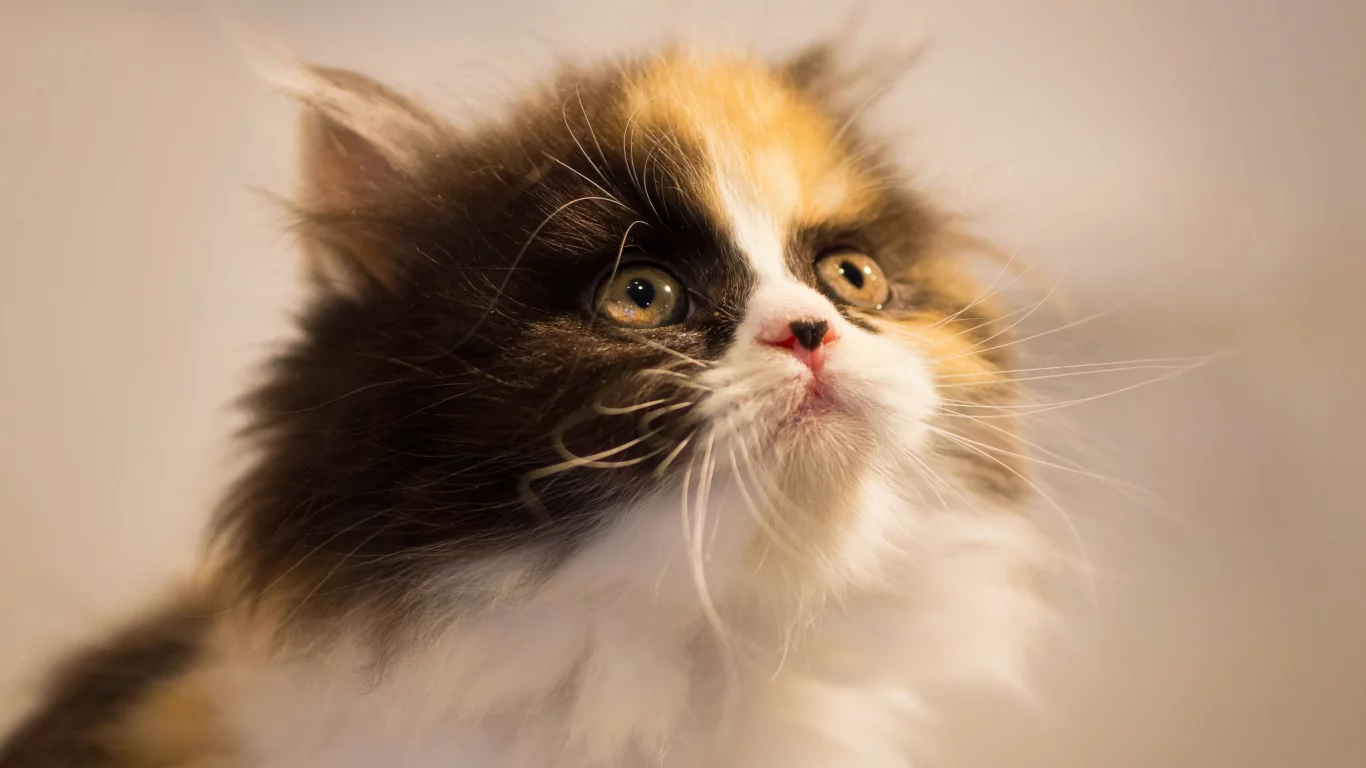 кошка, котёнок