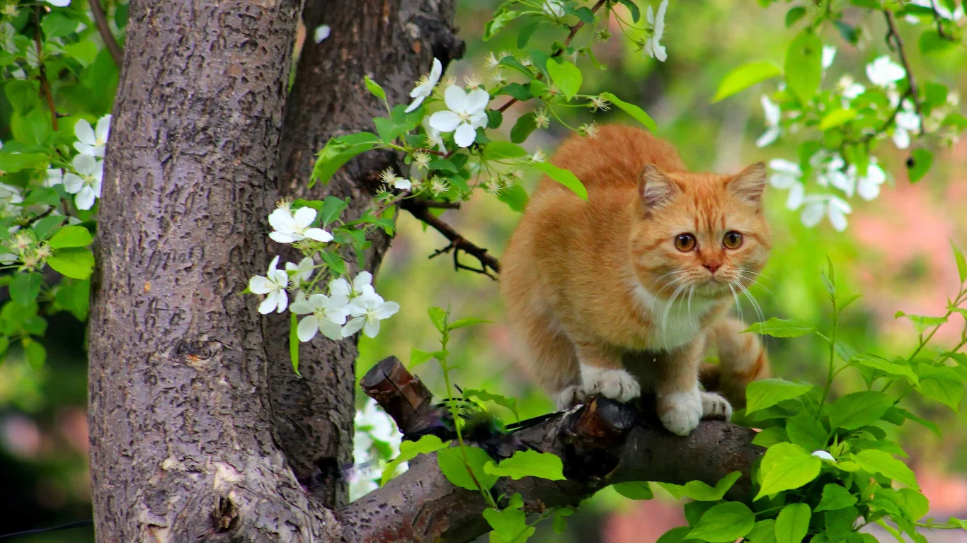 кот, кошка, рыжая, дерево, на дереве, цветение, весна, коты прилетели