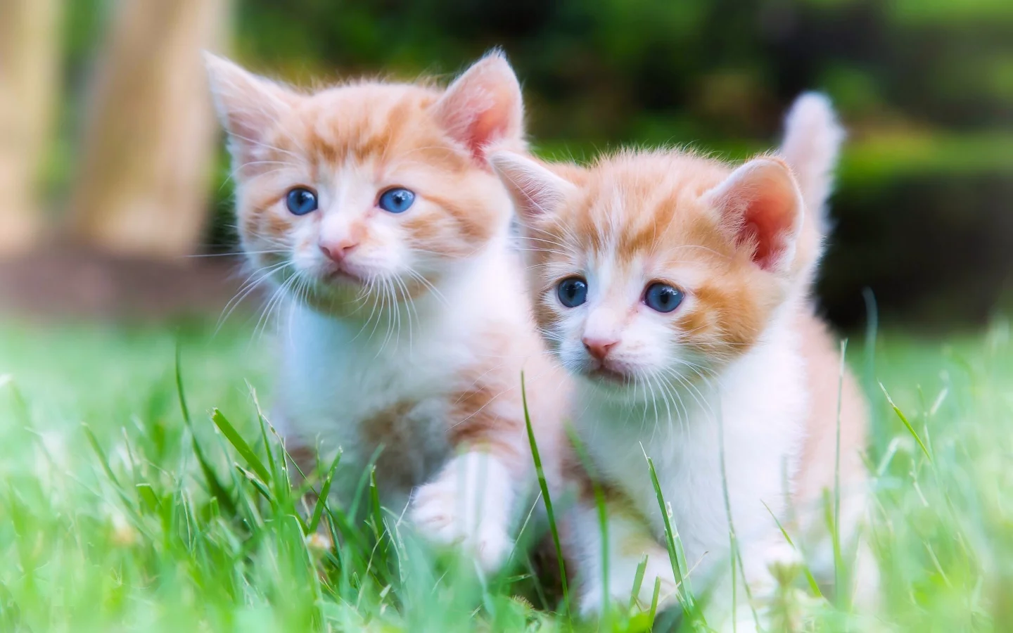 котята, малыши, двойняшки, парочка, прогулка