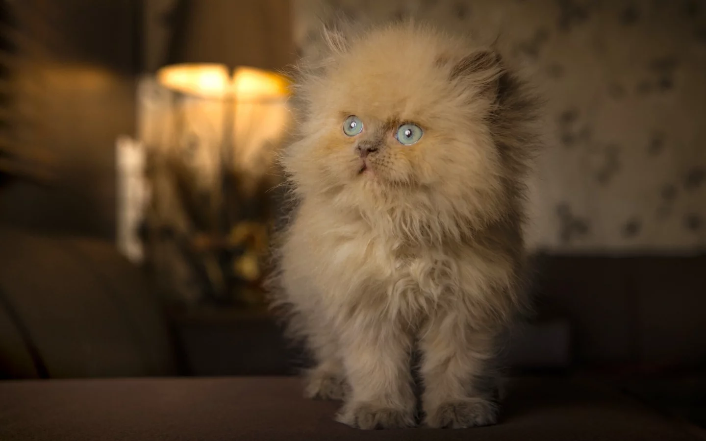 котёнок, рыжий, пушистый, голубые глаза