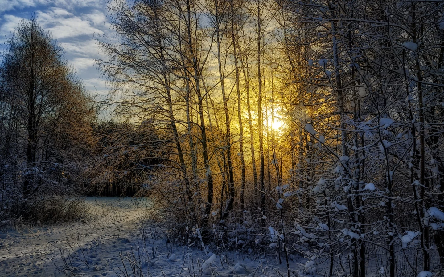 зима, лес, пейзаж, снег, солнце