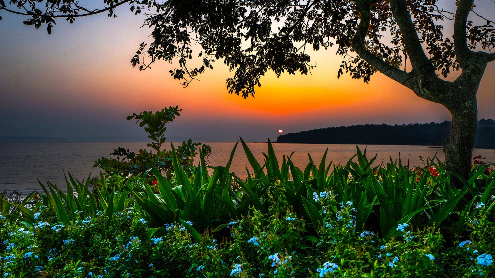 ндия, ambolim beach, oa, море, берег, дерево, кусты, цветы, пляж, горизонт, вечер, закат