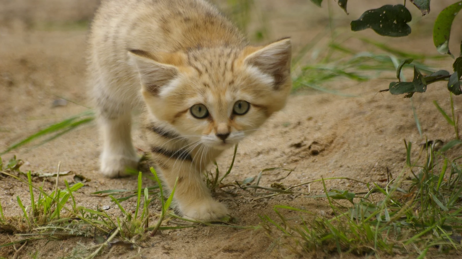 sand cat, взгляд, котёнок, барханная кошка, трава