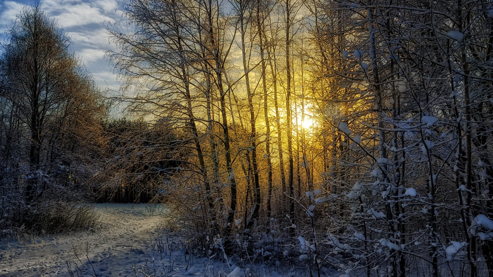 зима, лес, пейзаж, снег, солнце