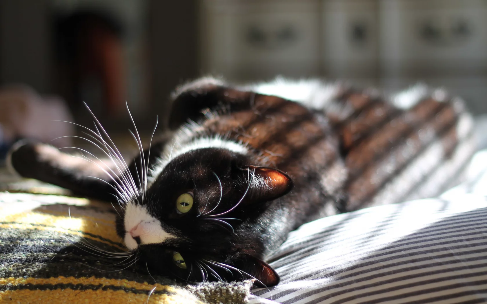 кот, лежит