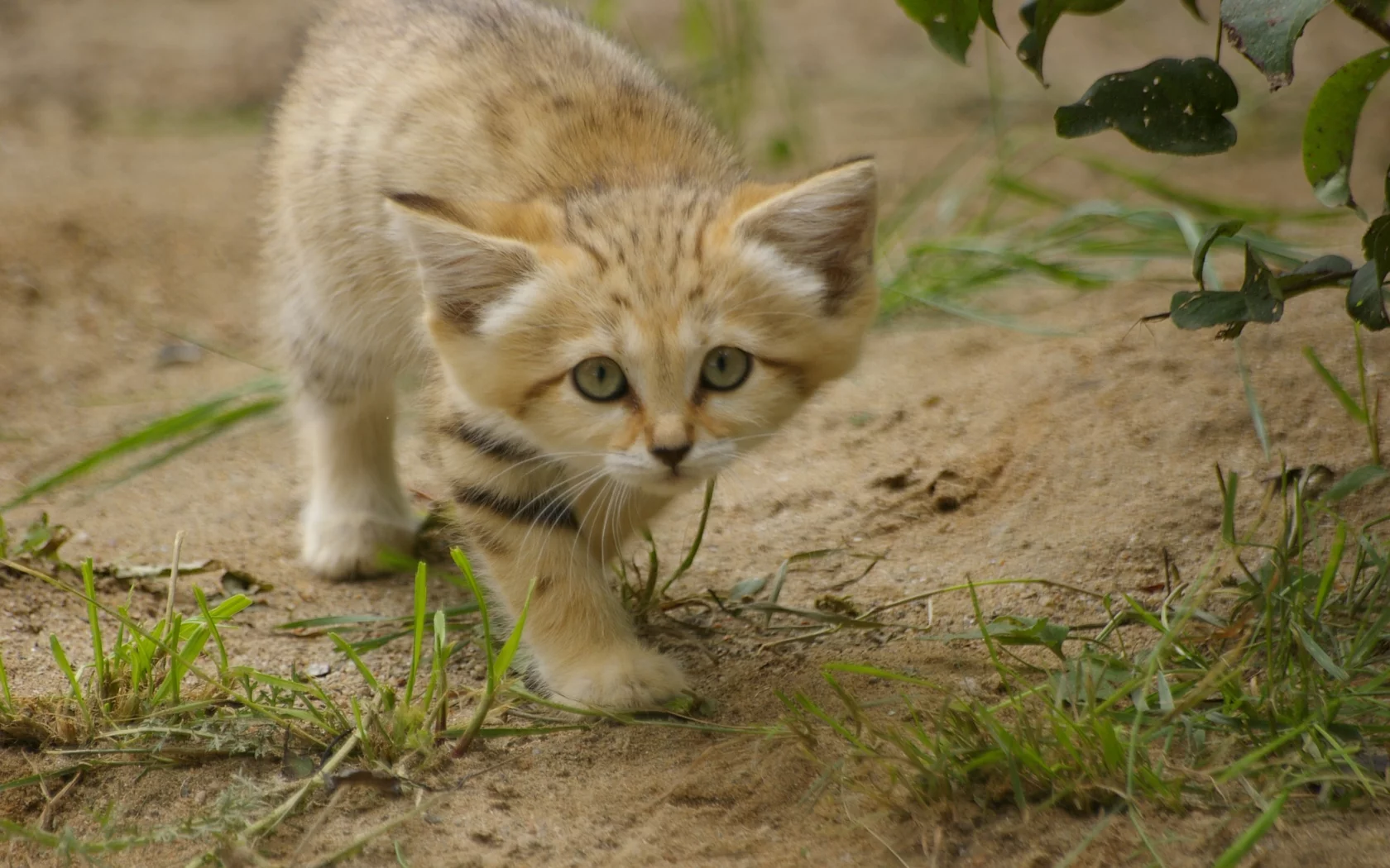sand cat, взгляд, котёнок, барханная кошка, трава