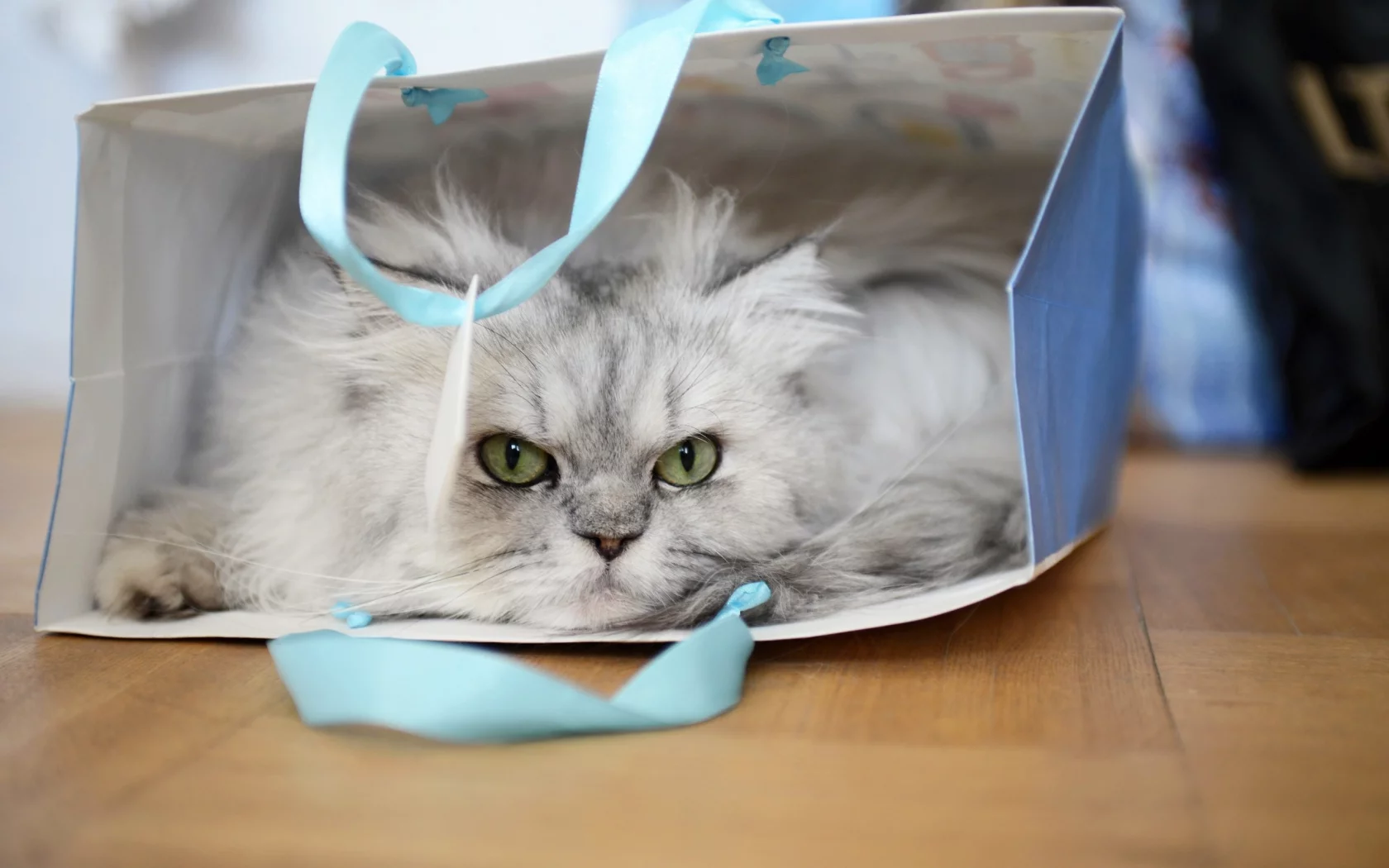 кот, пакет