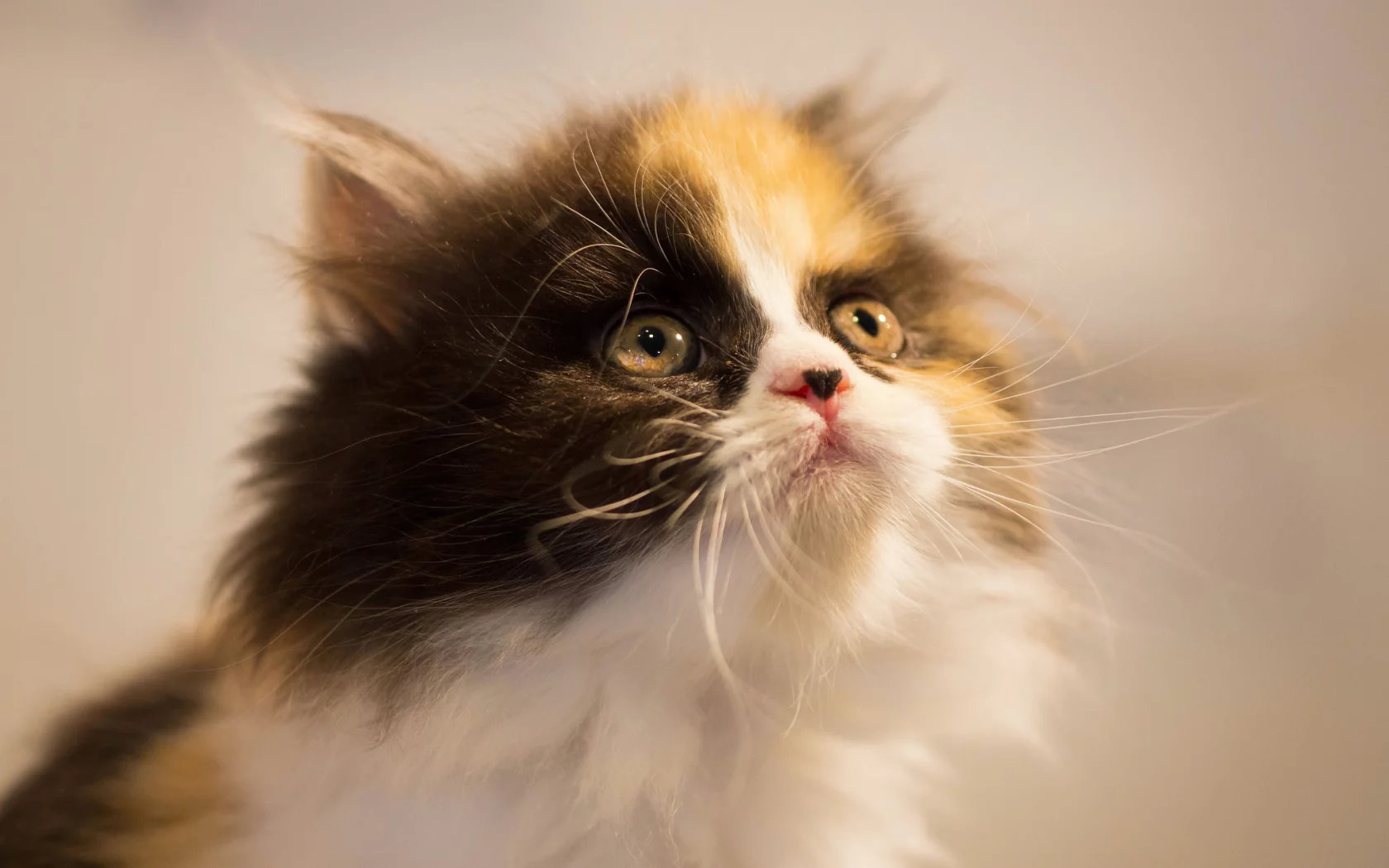 кошка, котёнок