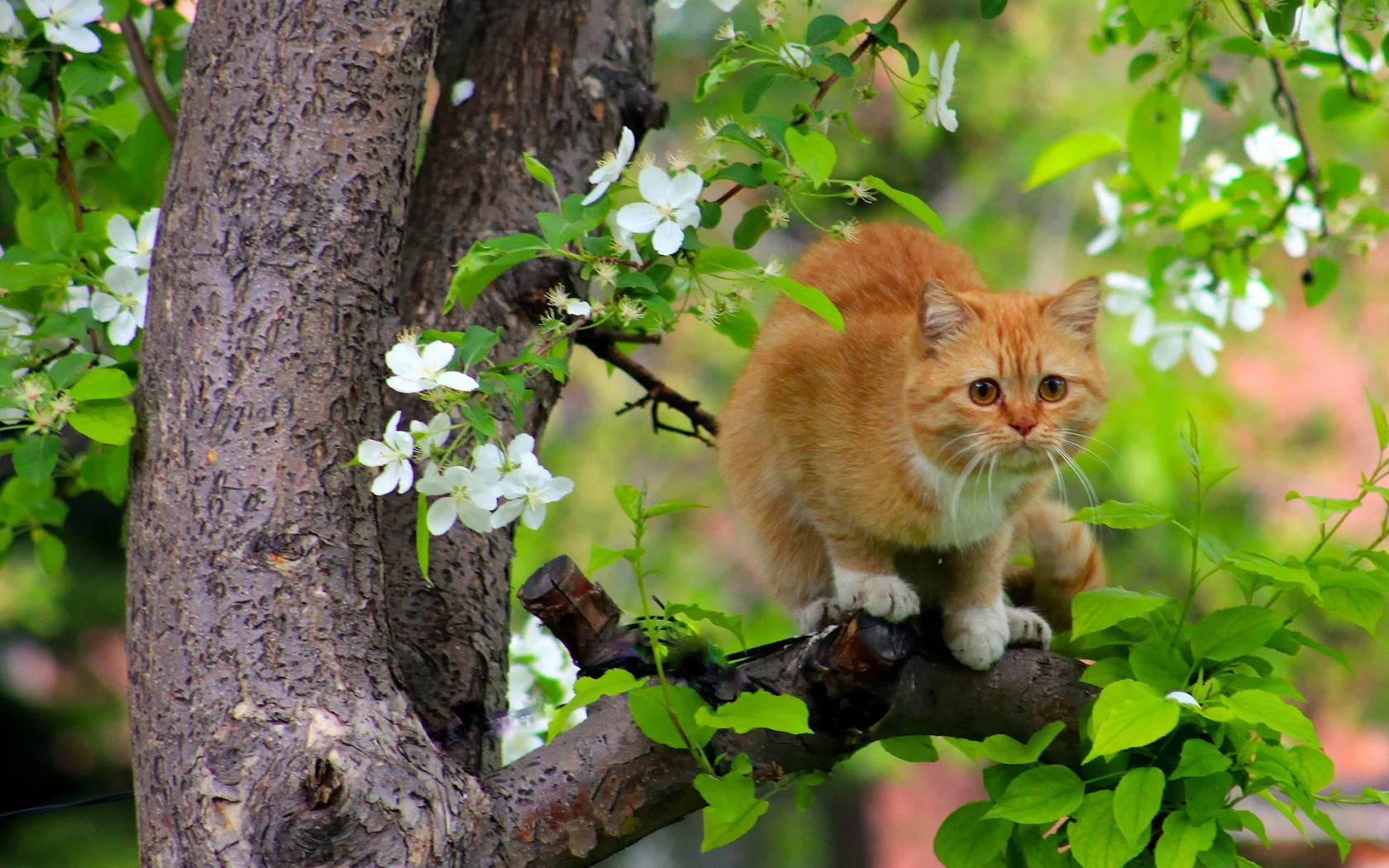 кот, кошка, рыжая, дерево, на дереве, цветение, весна, коты прилетели