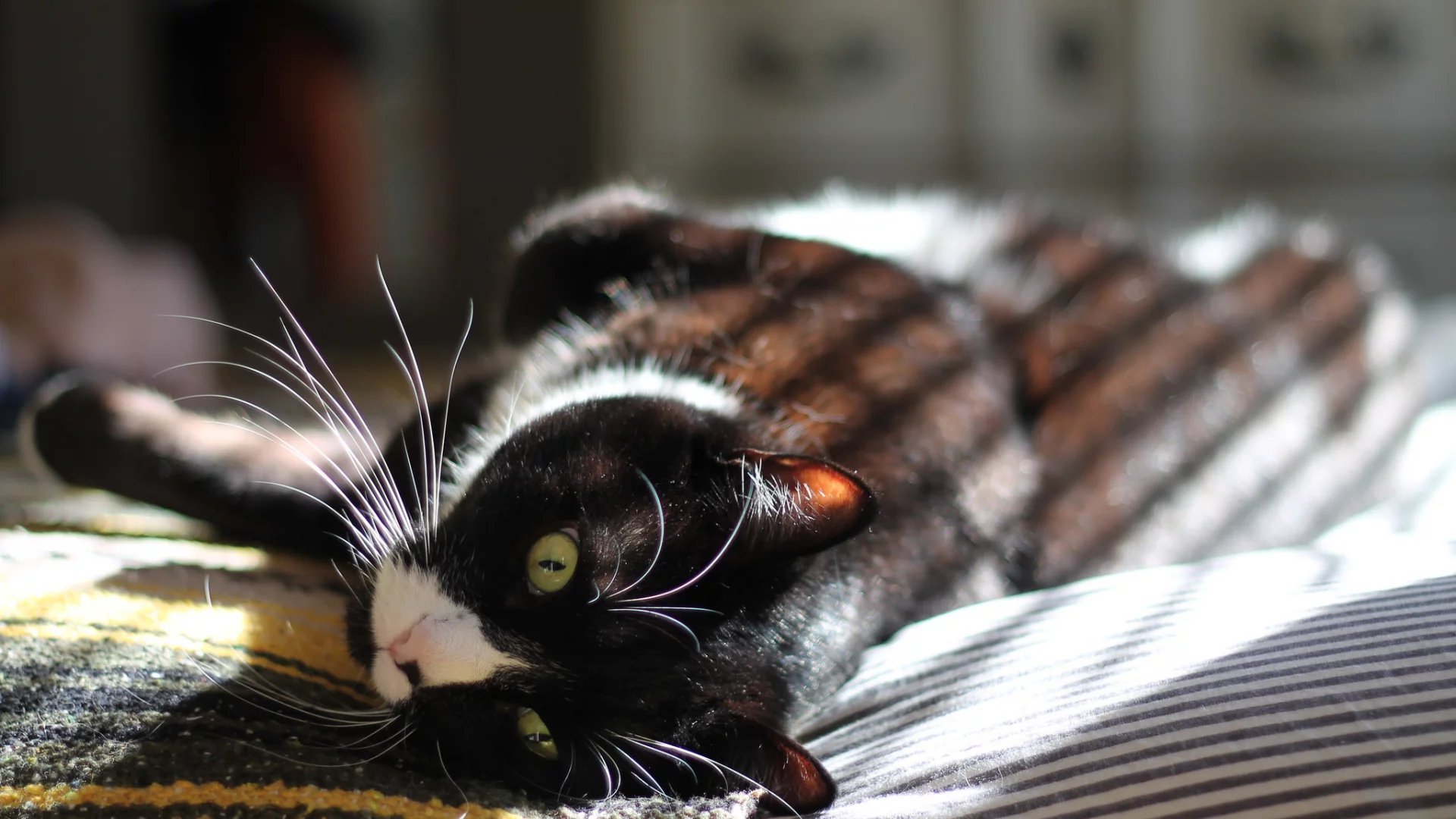кот, лежит