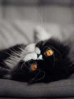 кот, кошка, мордочка, глаза взгляд
