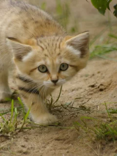 sand cat, взгляд, котёнок, барханная кошка, трава