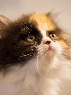 кошка, котёнок