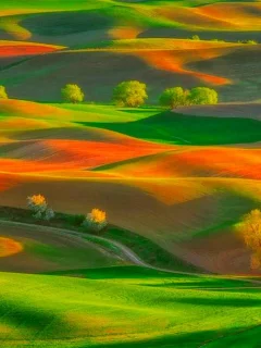 поле, цветы, небо, облака