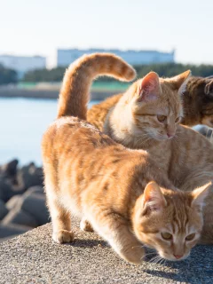 рыжие кошки, кошки, набережная