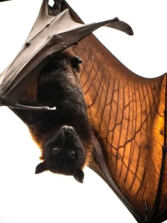 batmans return, летучая мышь, природа