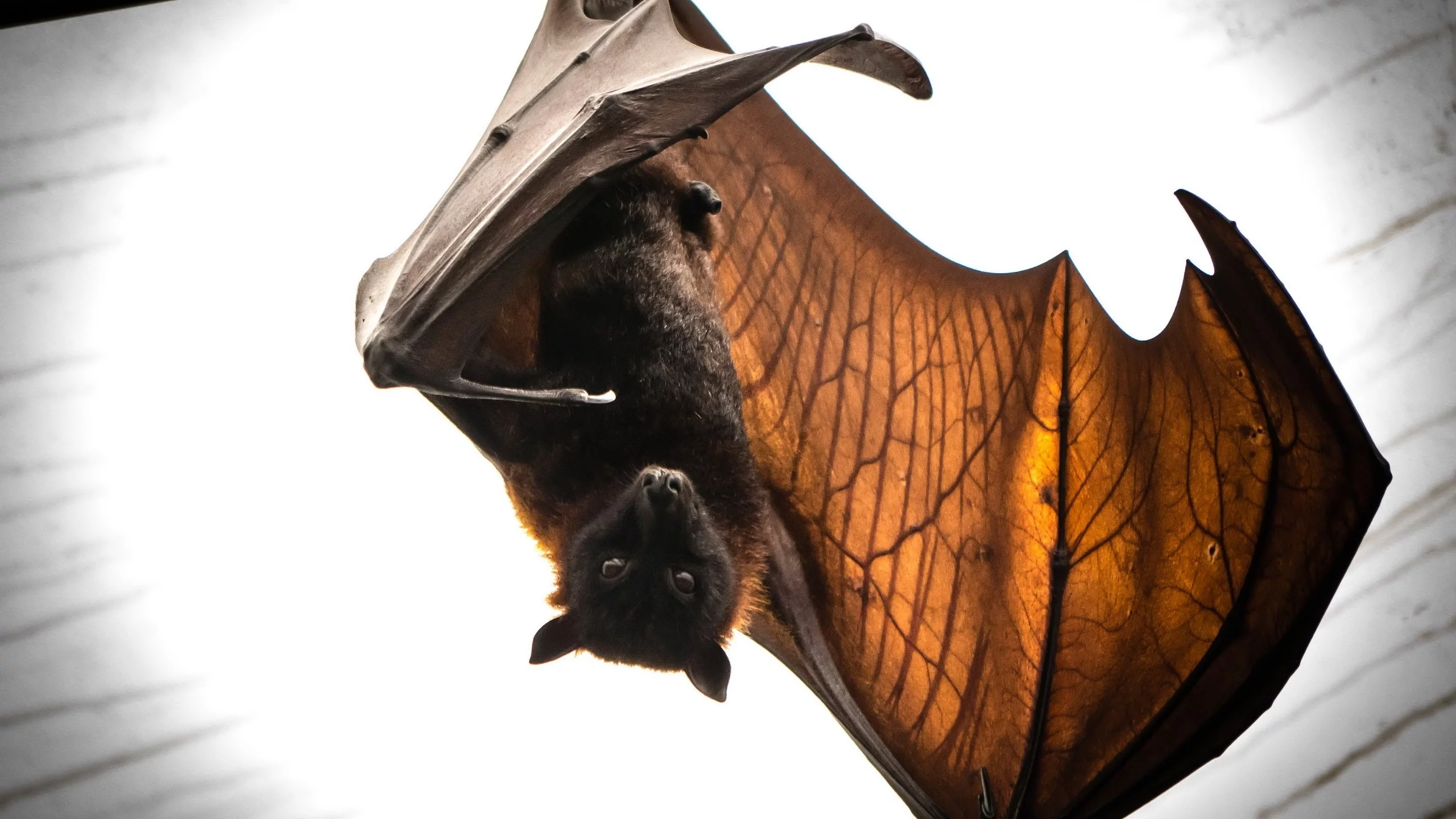 batmans return, летучая мышь, природа