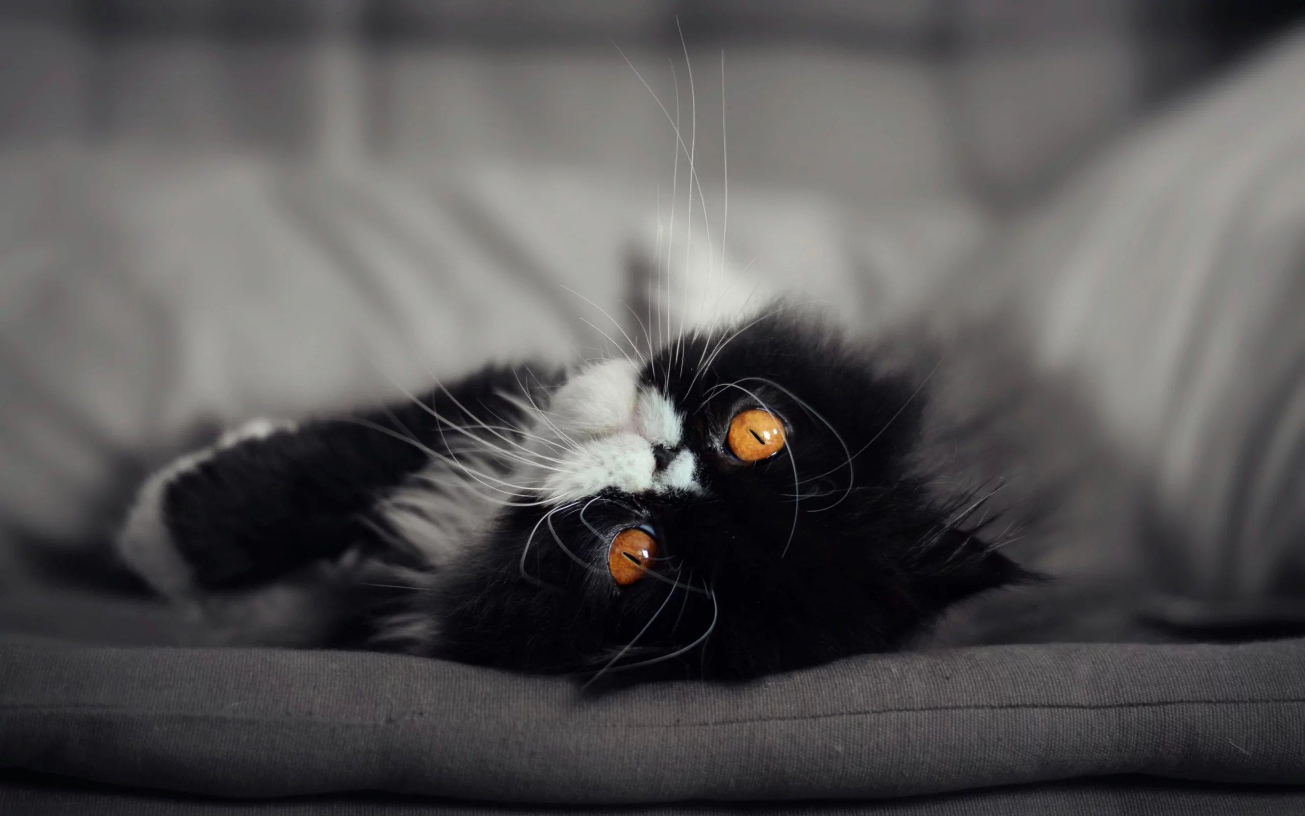 кот, кошка, мордочка, глаза взгляд