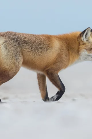 лиса, животное