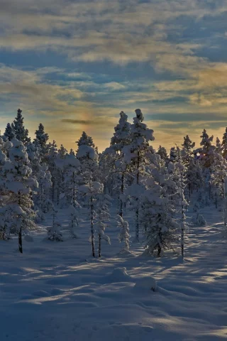 пейзаж, природа
