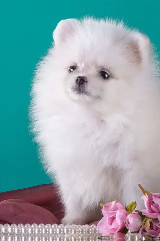 шпиц, цветы, милый