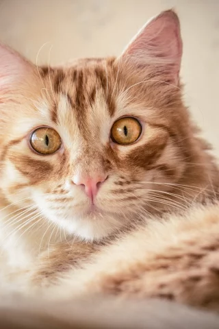 кот, кошка, рыжая, мордочка, взгляд, портрет
