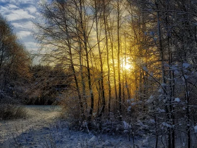 зима, лес, пейзаж, снег, солнце