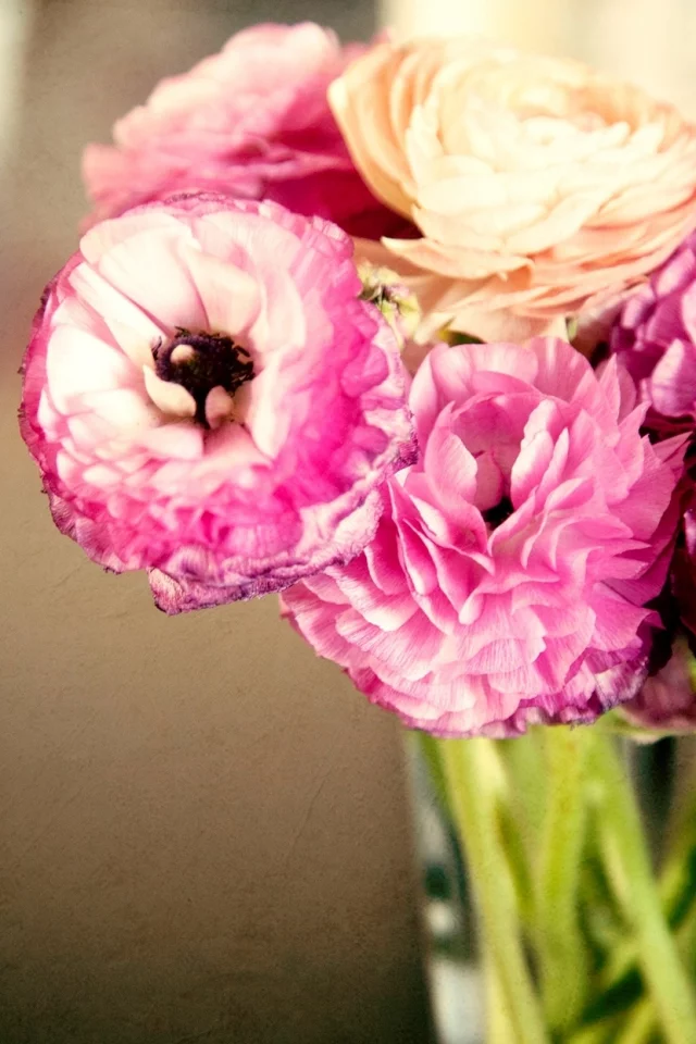 листья, лютики, розовые, бутоны, цветы, ranunculus, лепестки
