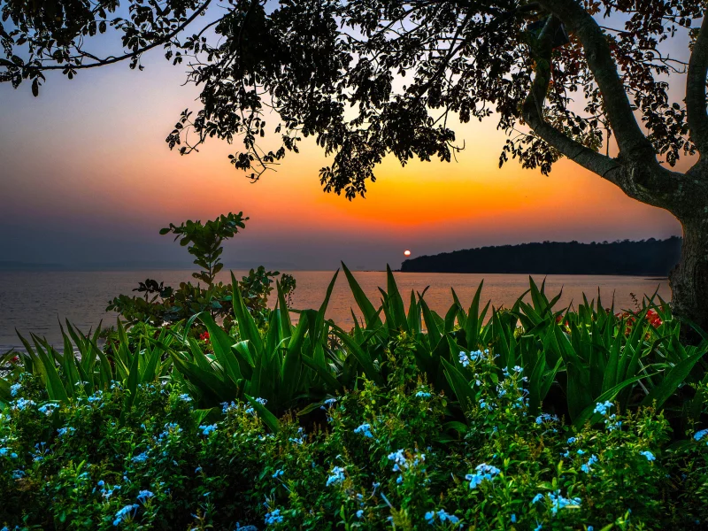 ндия, ambolim beach, oa, море, берег, дерево, кусты, цветы, пляж, горизонт, вечер, закат