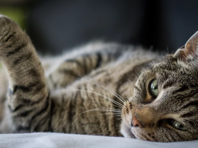кот, кошка, лапка