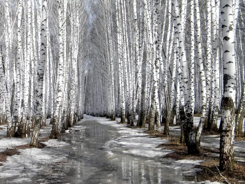 пейзаж, березы, снег, тает, весна