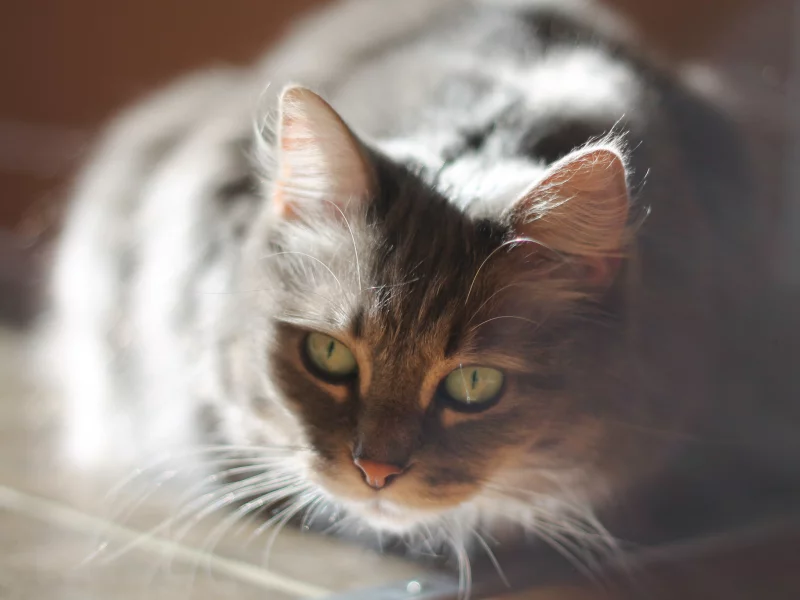 кот, взгляд
