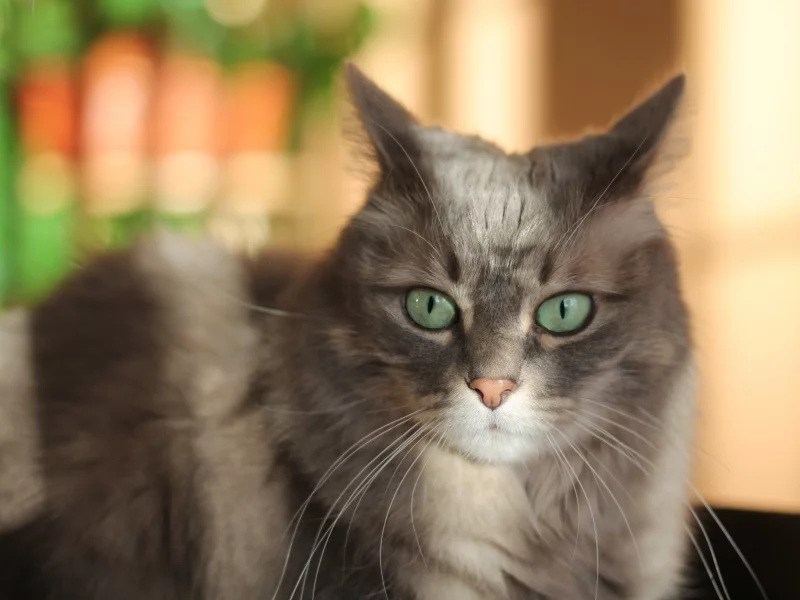 кот, взгляд