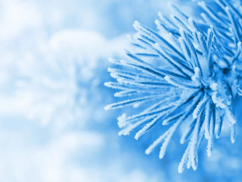 snow, зима, голубой, снег, елка, елочка, winter, макро, ель