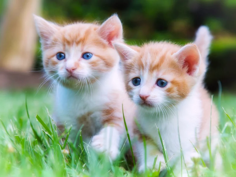 котята, малыши, двойняшки, парочка, прогулка