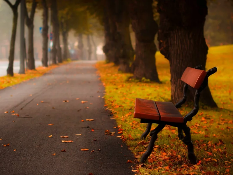 road, hdr, leaves, forest, walk, grass, trees, autumn, листья, colors, park, bench, nature